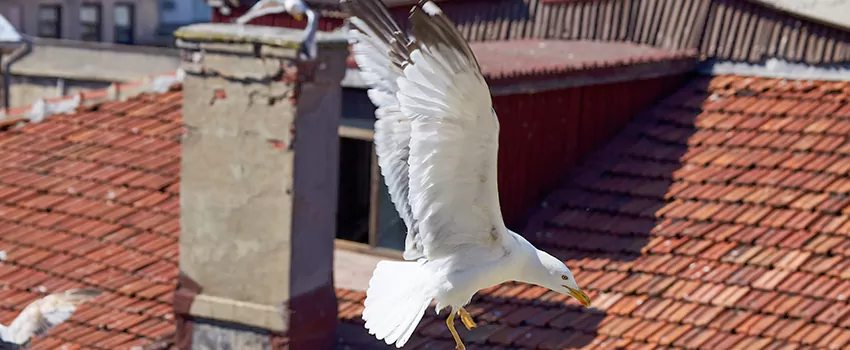 Residential Chimney Animal Removal Solution in Pacific Grove, CA